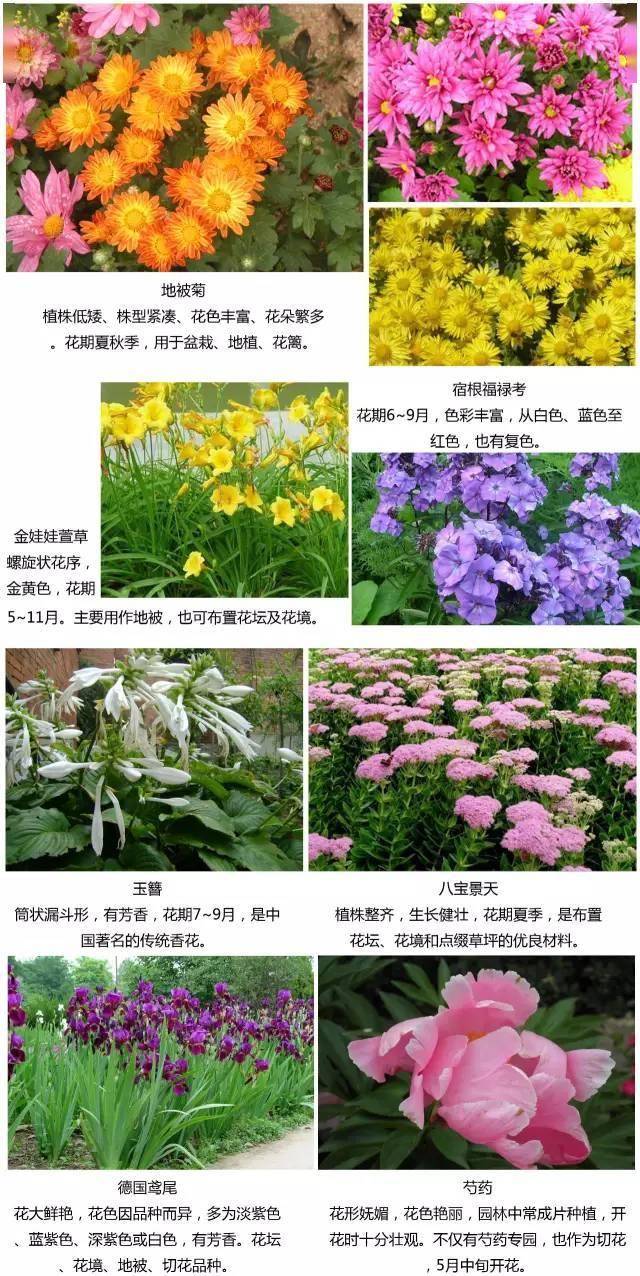 农村植物大全图片名称图片