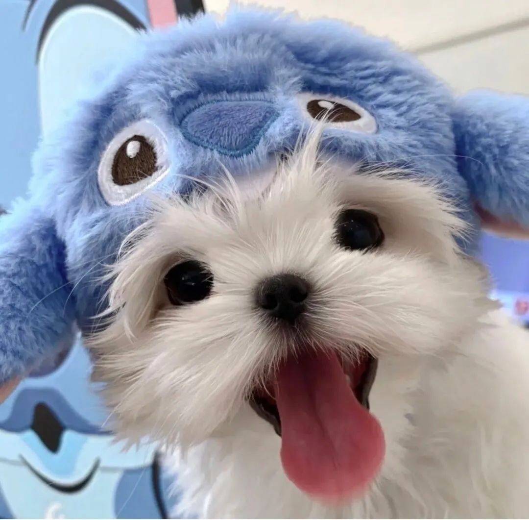 情头丨很哇塞的情侣头像