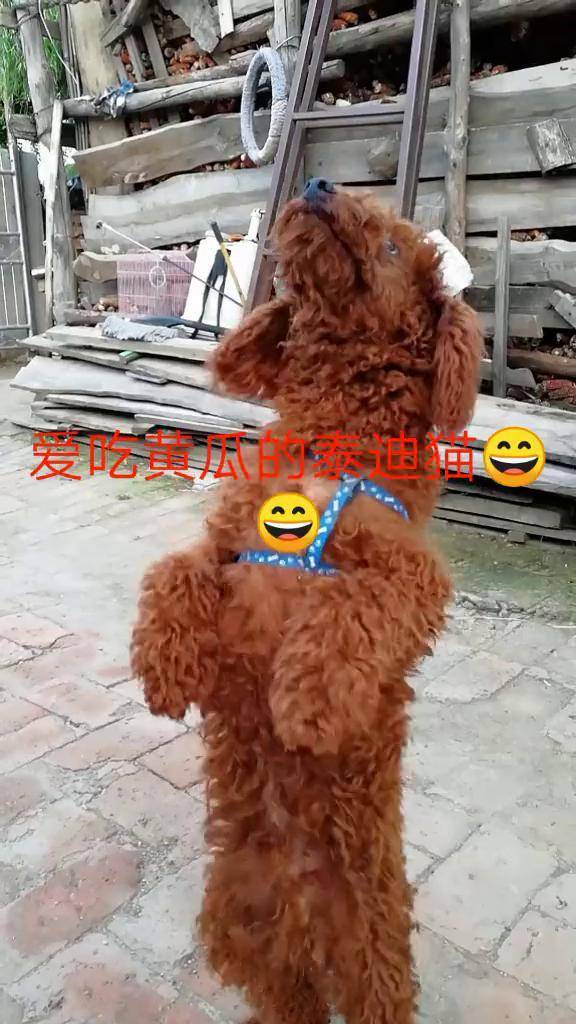 这只小泰迪特别好玩,喜喜欢吃黄瓜水果,就是特别讨厌总和猫咪打仗