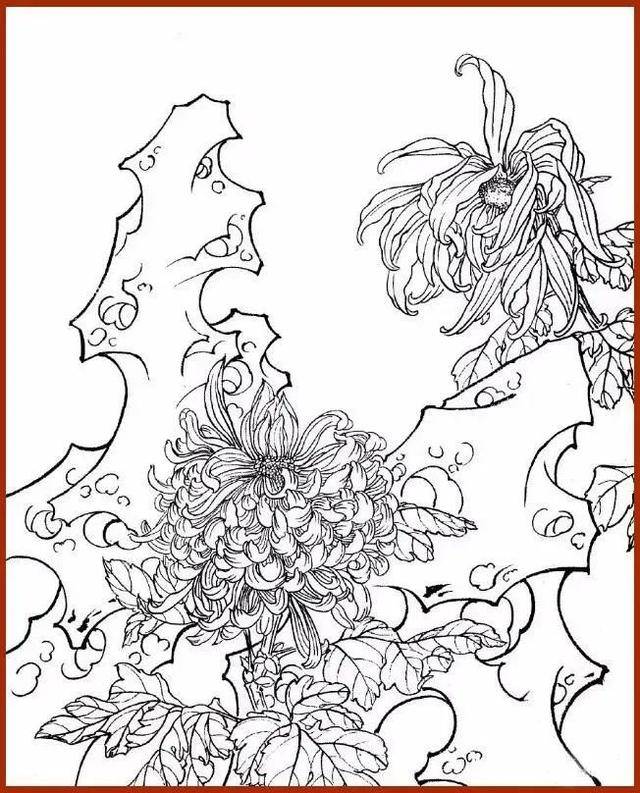 线描菊花图片大全图片