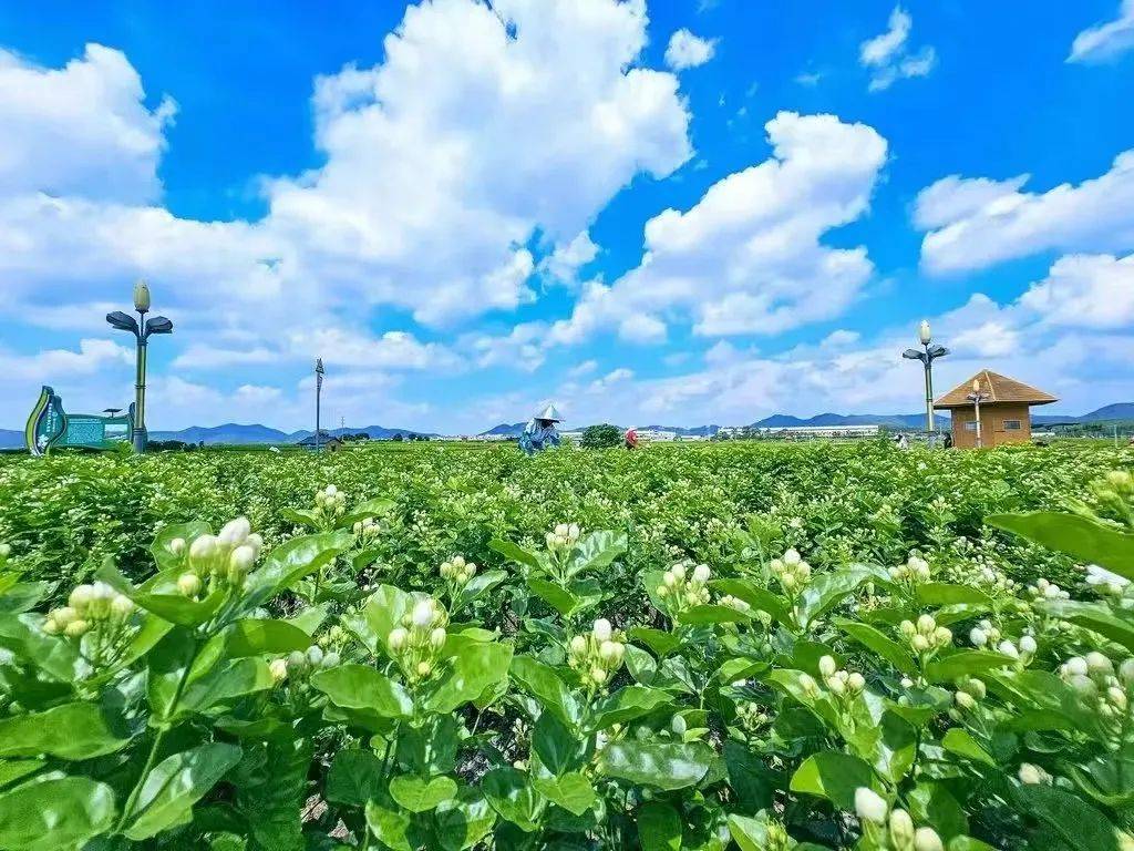 广西横县茉莉小镇图片