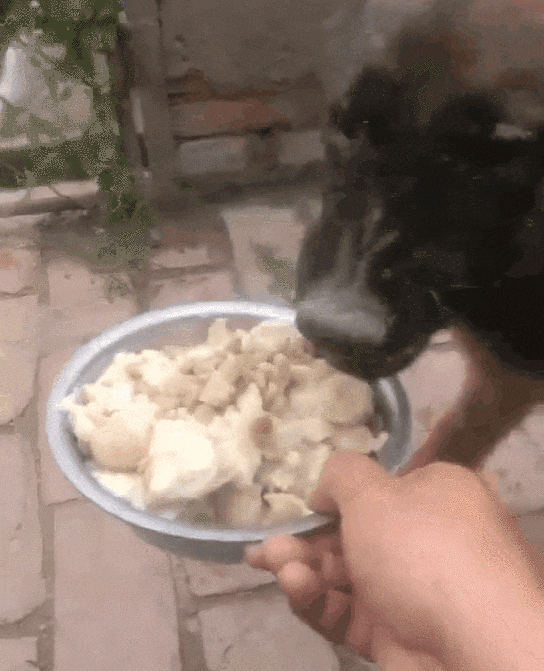 家里的狗狗干啥都要嚎带去医院检查医生没病就是弱智