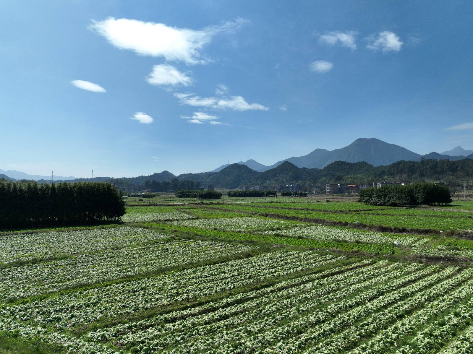 蓝M6米乐app山：芥菜迎丰收(图2)