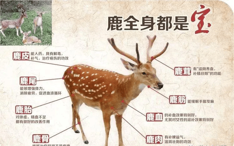 40--70岁女人不补容易老,吃对仔鹿膏有多好!
