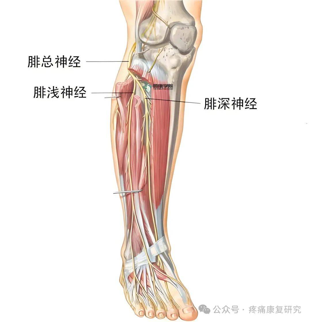 腿部神经系统分布图图片