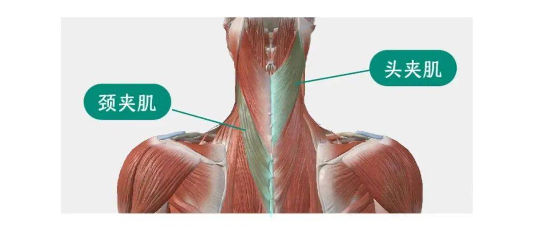 颈夹肌位置图片