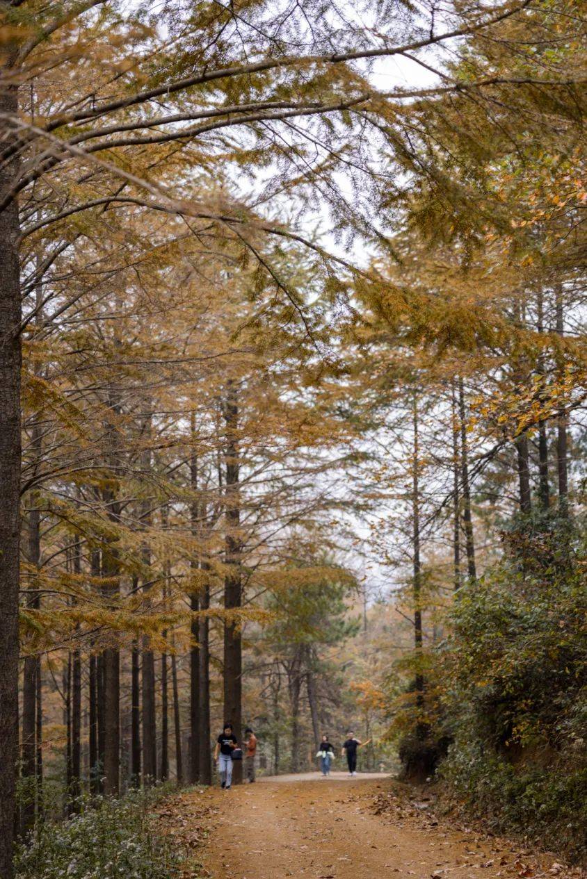 宁波这个网红景点,火了!正是最美季节
