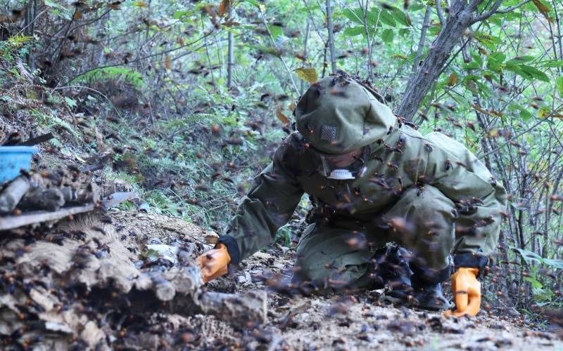 徐军摄11月4日一大早,郧西县香口乡沉溪河村汇蜂源胡蜂养殖专业