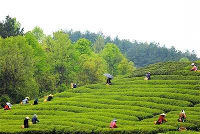 “圣地茶都”遵义打造“新茶饮供应链华体会入口中心”(图1)