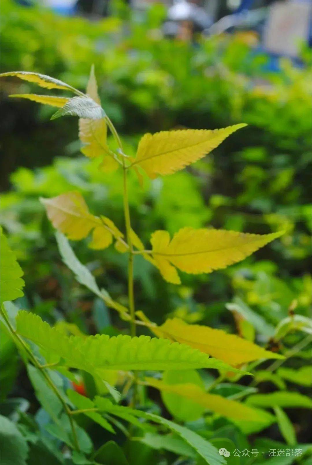 【汪迷部落】雨中木槿|人间草木:栾树,比花美的树_木兰芽_行走_香椿