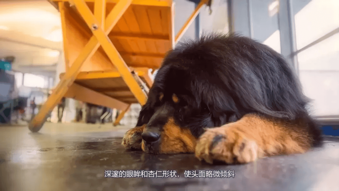 猛犬中的十大金刚,其中它被誉为最优秀的家庭保镖犬!_杜宾_藏獒_体型