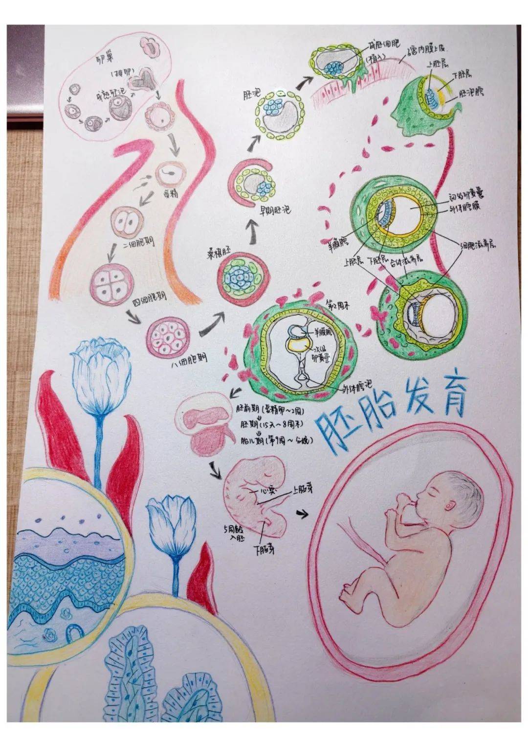 医学绘画大赛投票丨绘彩生命:医学与艺术的交融