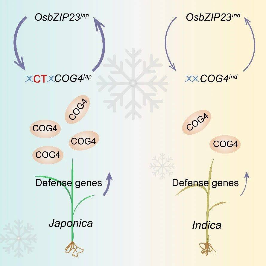 种康研究组揭示优异变异模块COG4-OsbZIP23调控水稻耐寒性的分子机制_粳稻_基因_低温