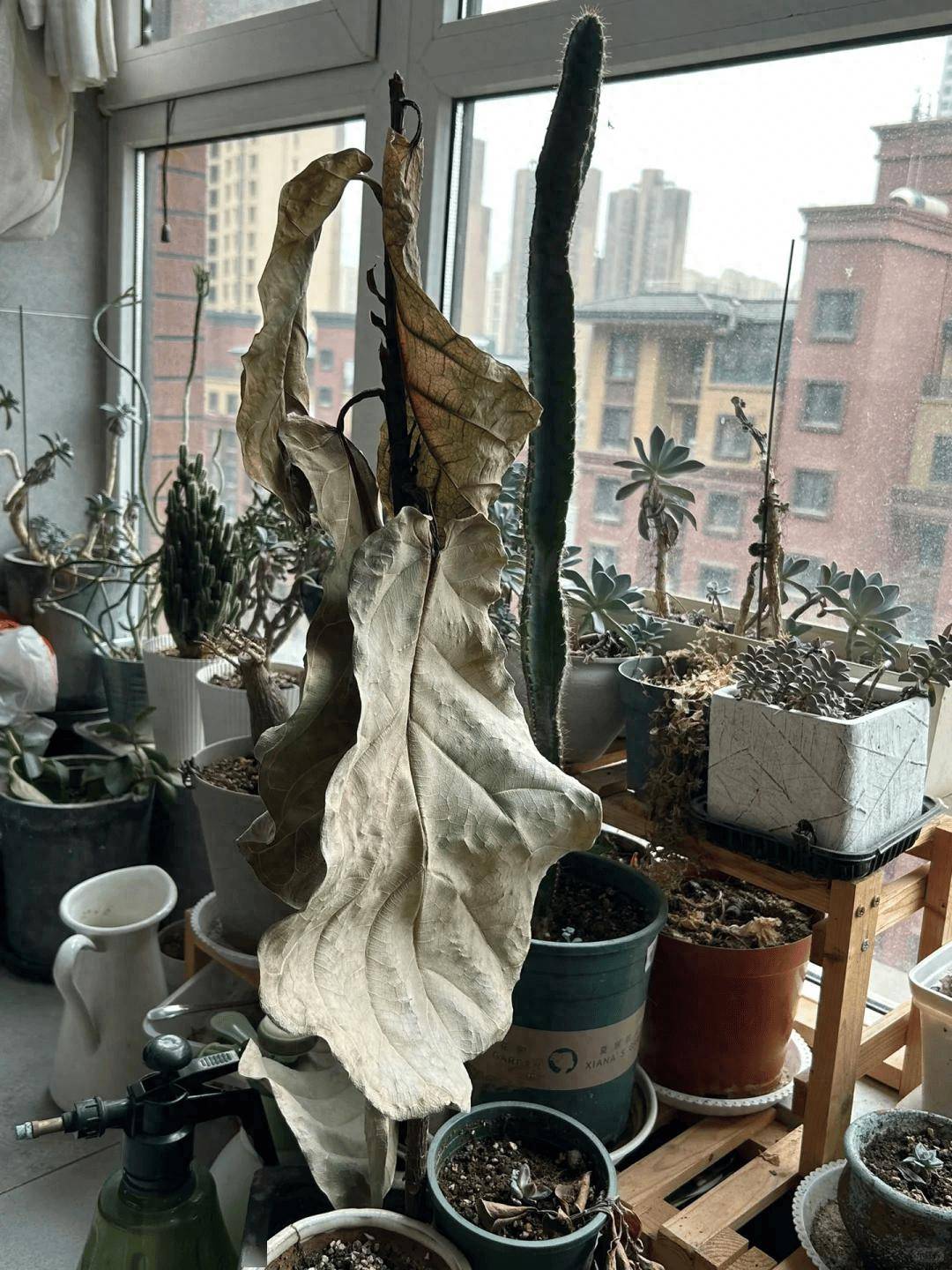 9款公认难养的花,新手养花"黑名单",白送都别要