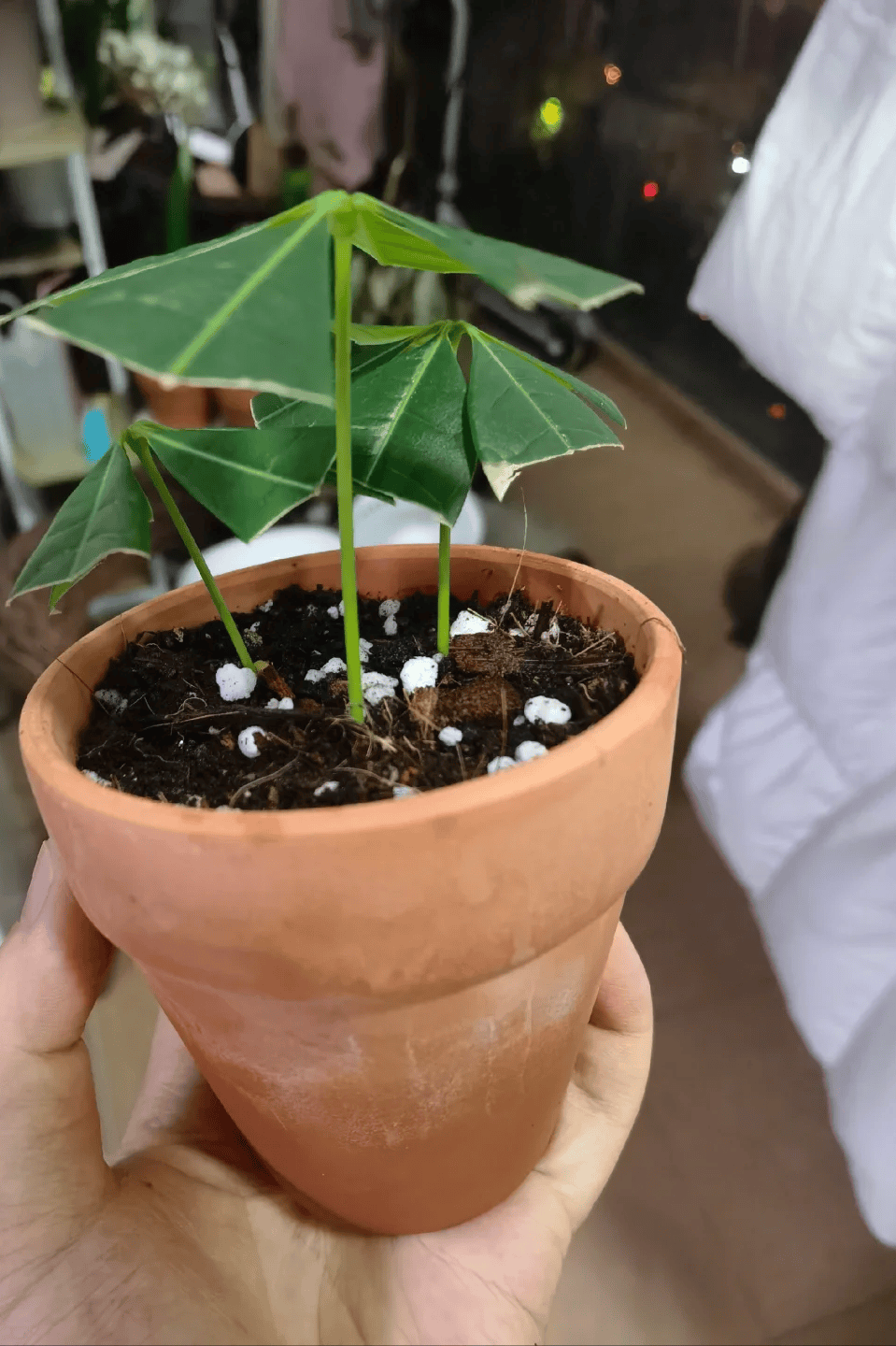 68倒挂金钟的扦插方法相对简单,主要包括以下几个步骤68:68选择