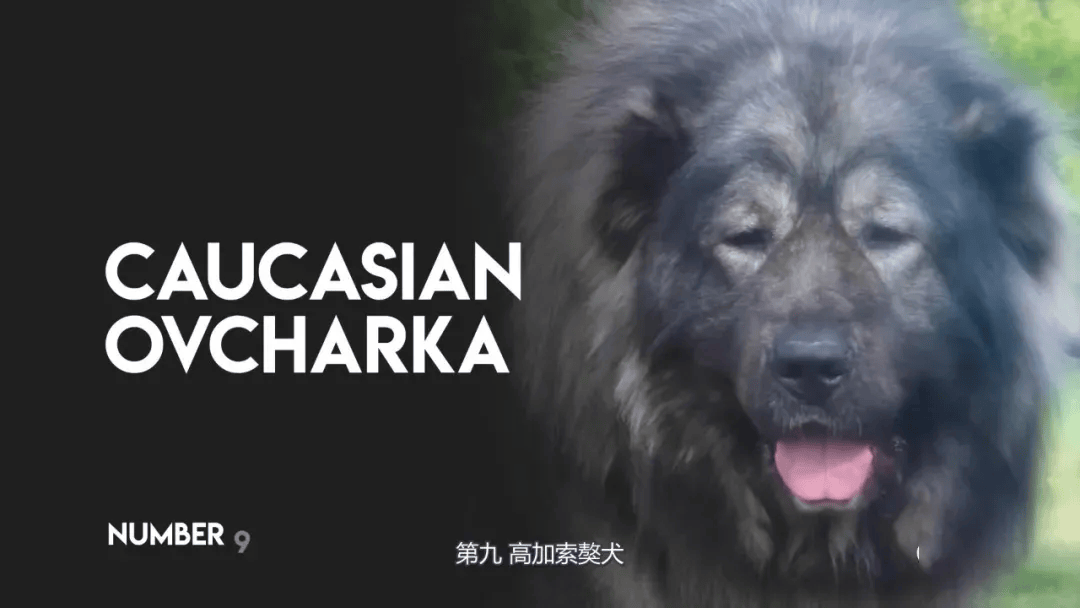 猛犬中的十大金刚,其中它被誉为最优秀的家庭保镖犬!_杜宾_藏獒_体型