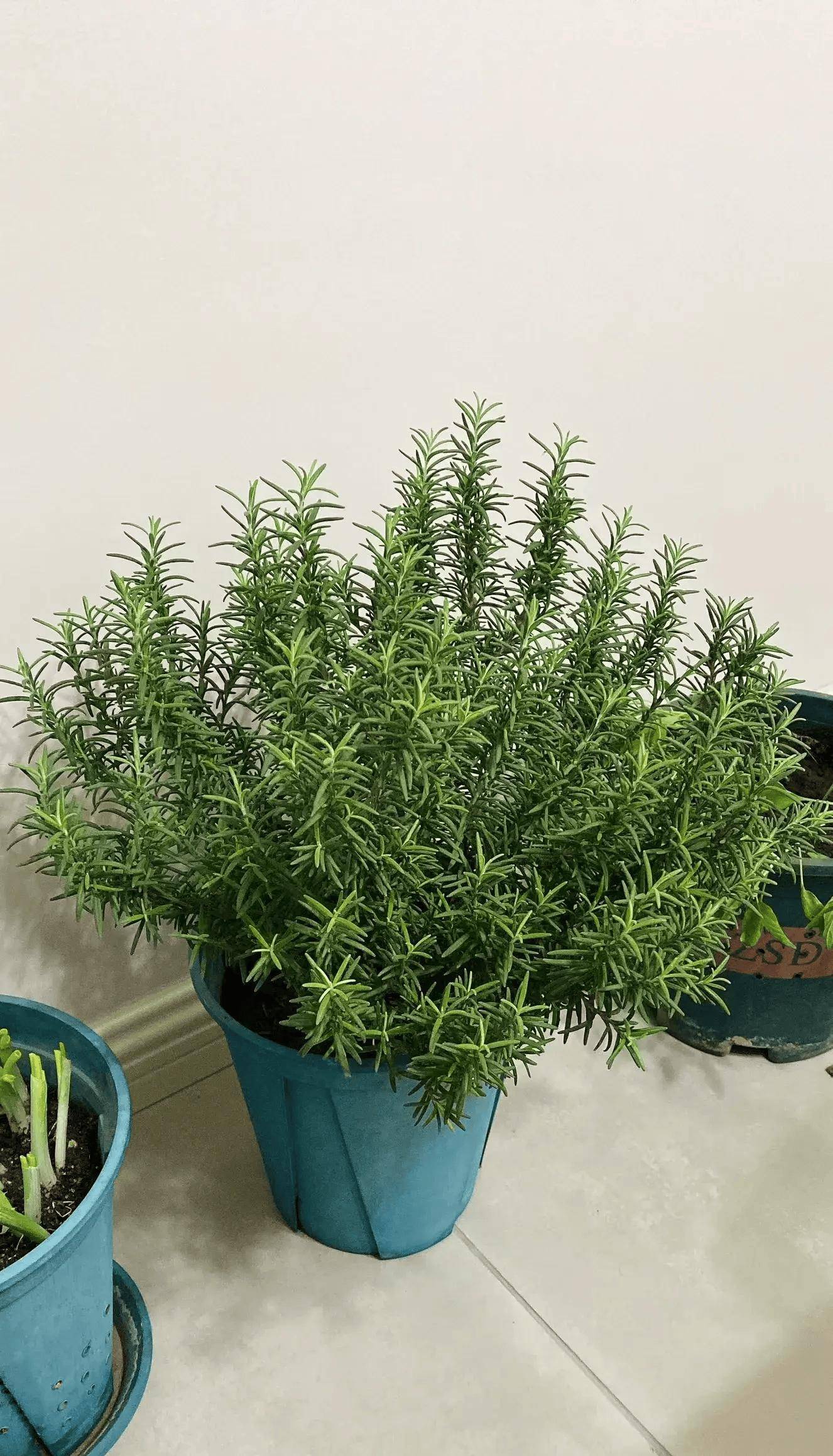 它的叶片有一种清香的味道,也正是这种味道有很好的杀菌消炎作用