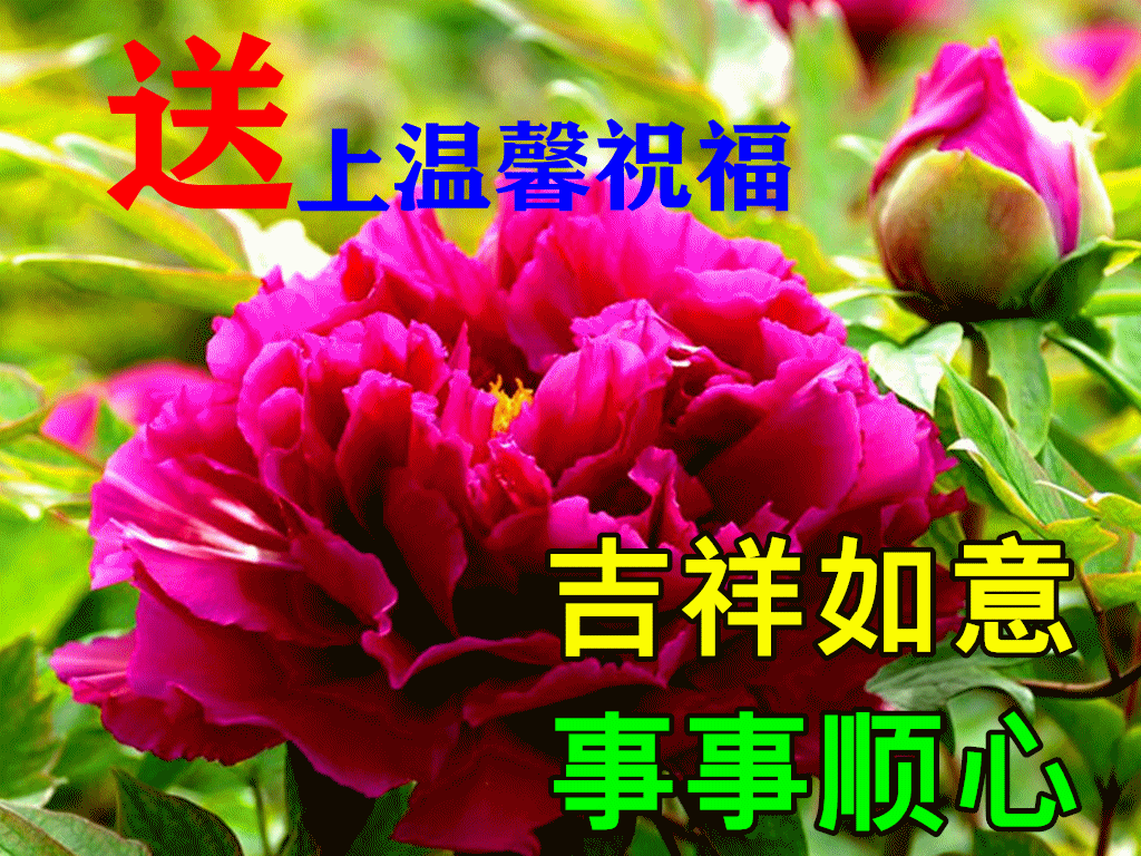 11月14日早上好动态表情图片及早晨好动图美图大全 事不要太老实,做人