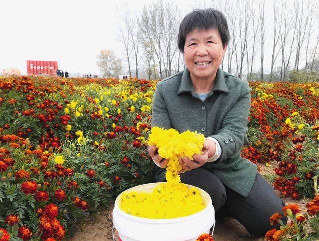 图必赢下载说驻马店种植驿城区菊花(图3)