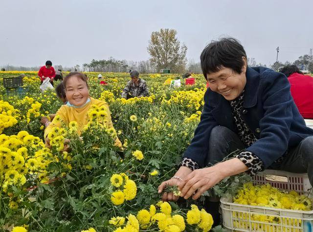 图必赢下载说驻马店种植驿城区菊花(图2)