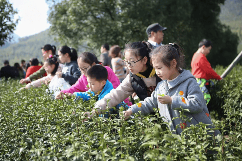 茶韵何以飘香？探寻宜兴茶的魅力密PG电子下载码(图5)