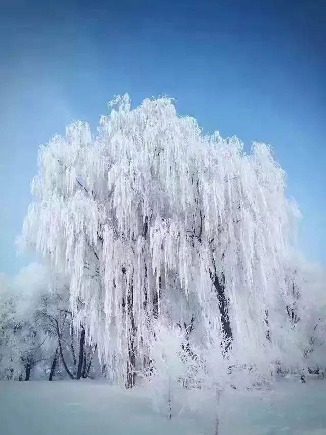 雾松奇观图片