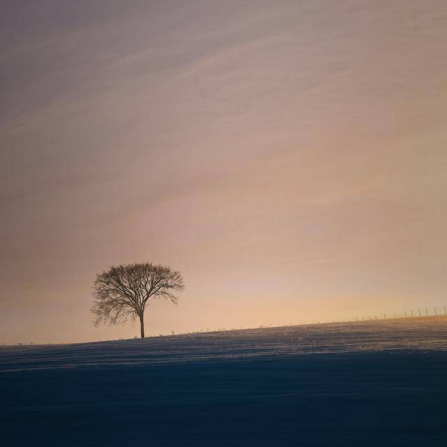 一直喜欢原野上一棵树的作品,因为人生也是孤独的