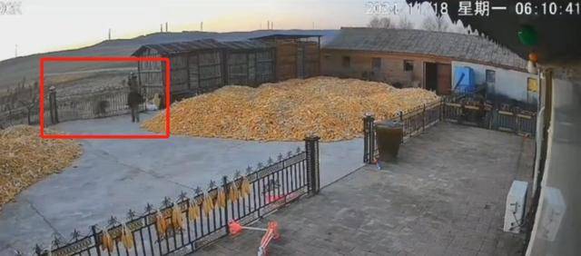 官方通报野生东北虎闯入村落致一村民受伤：正对老虎进行追踪