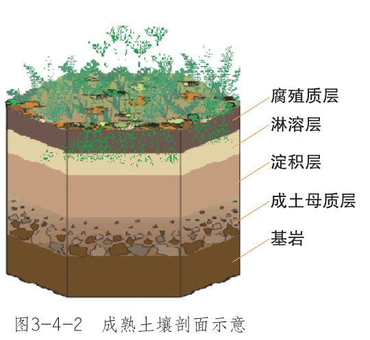 砖红壤剖面图图片