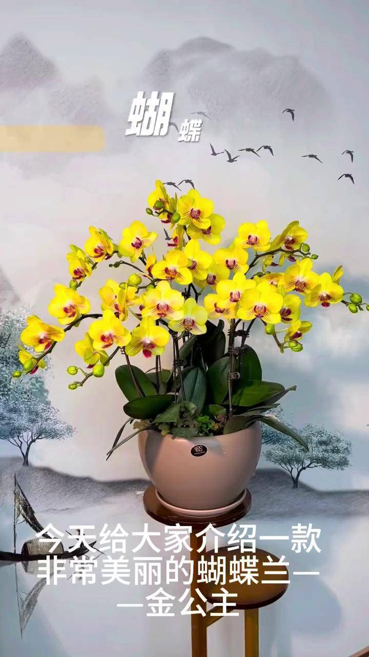 蝴蝶兰金公主来啦蝴蝶兰 适合室内摆放的花卉盆栽推荐 蝴蝶兰基地