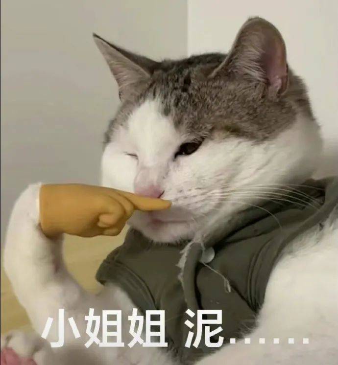 猫咪表情包:这是谁的小可爱呀!