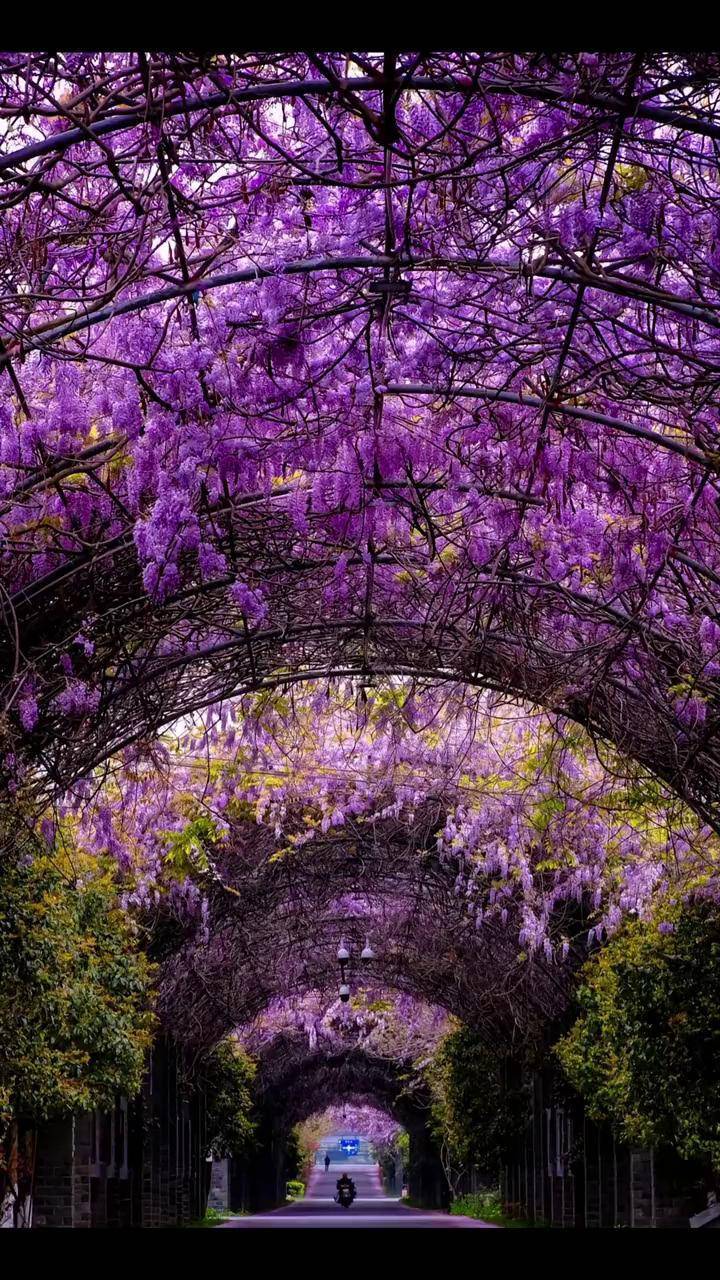 遇树上树,遇墙爬墙的长穗紫藤,开花如瀑布壮观紫藤花 紫藤长廊好美的