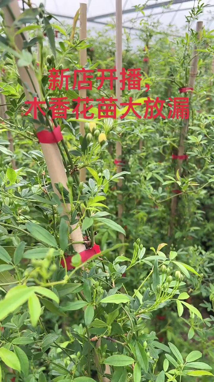 木香花苗大放漏,全部带花苞,正在直播中花卉绿植