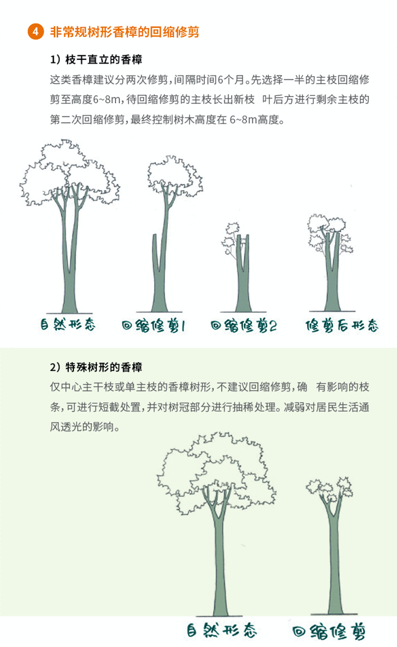 光棍树太高了怎么修剪图片