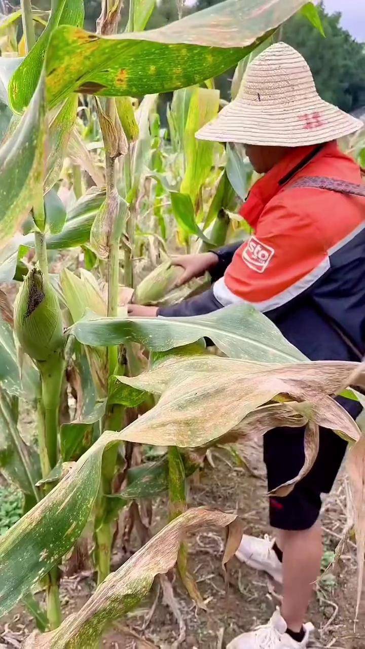 托尼老师在农村搬包谷的日常搬包谷搞笑