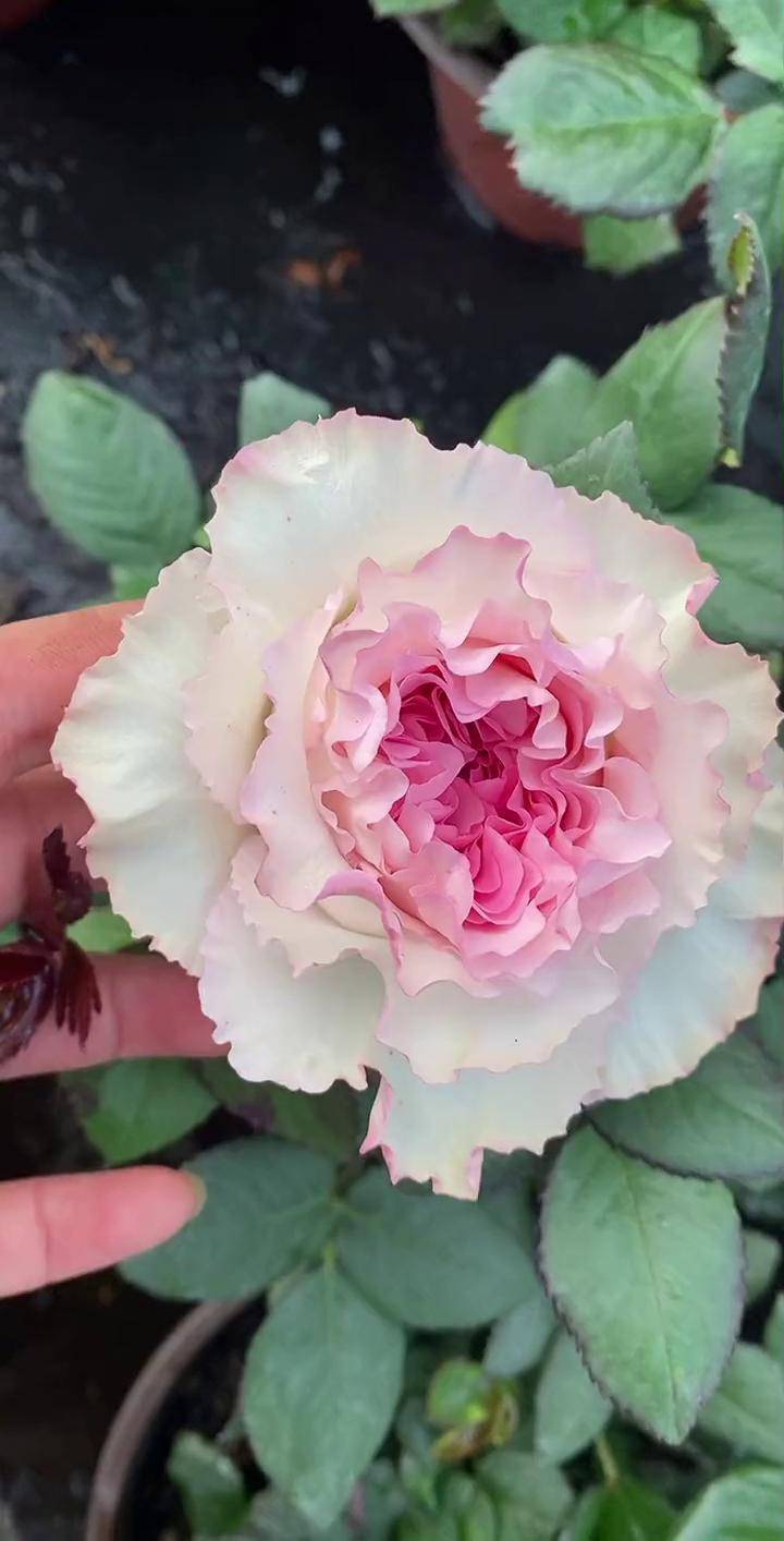 月季玫瑰花洛神鲜花原产地优选好看的花一定要分享给你