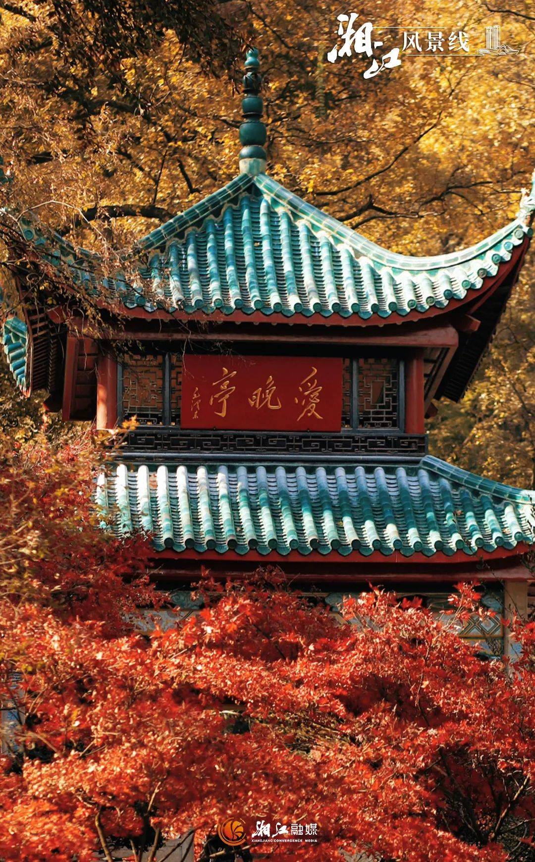 在长沙赴一场红叶