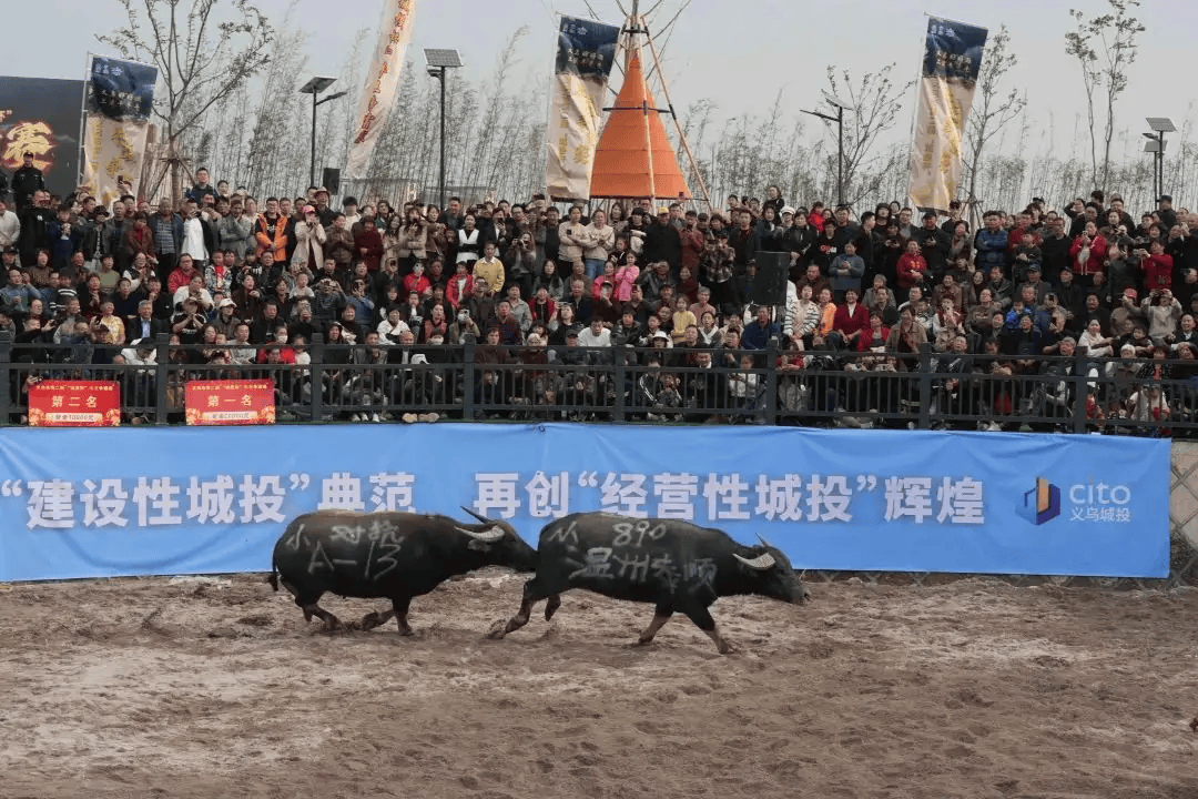真牛!牛王争霸让你"肾上腺素"飙升