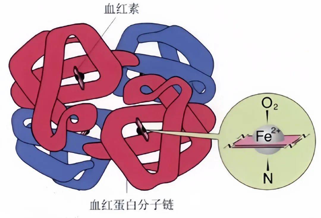 血红蛋白密码:解开糖尿病管理的奥秘