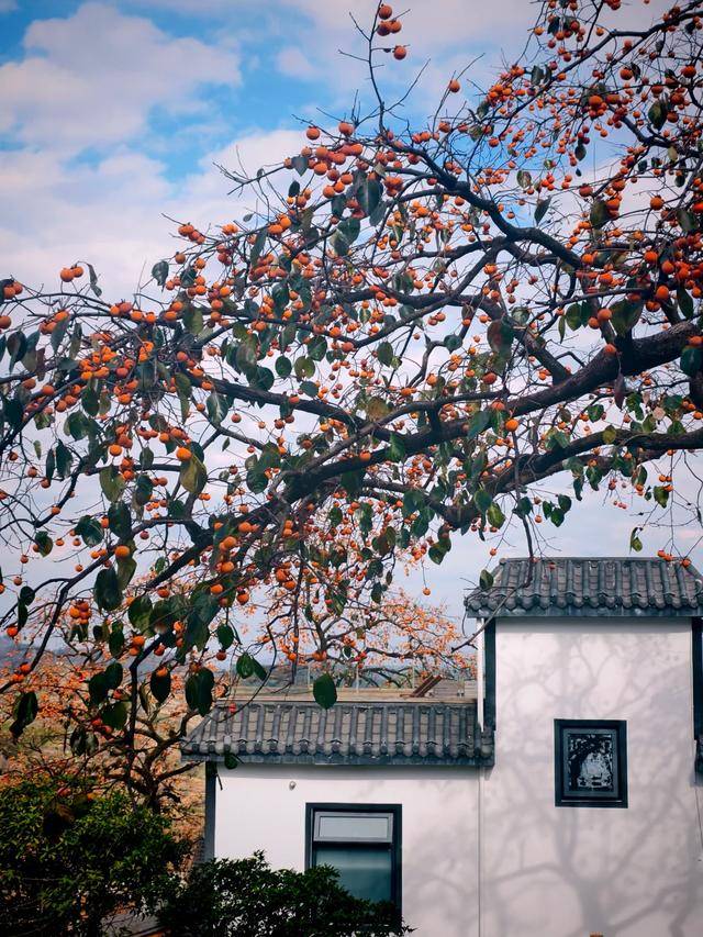 发现一株400岁高龄的柿树,网友:像古画里抠出来的,美的像假的_柿子_栽培_品种
