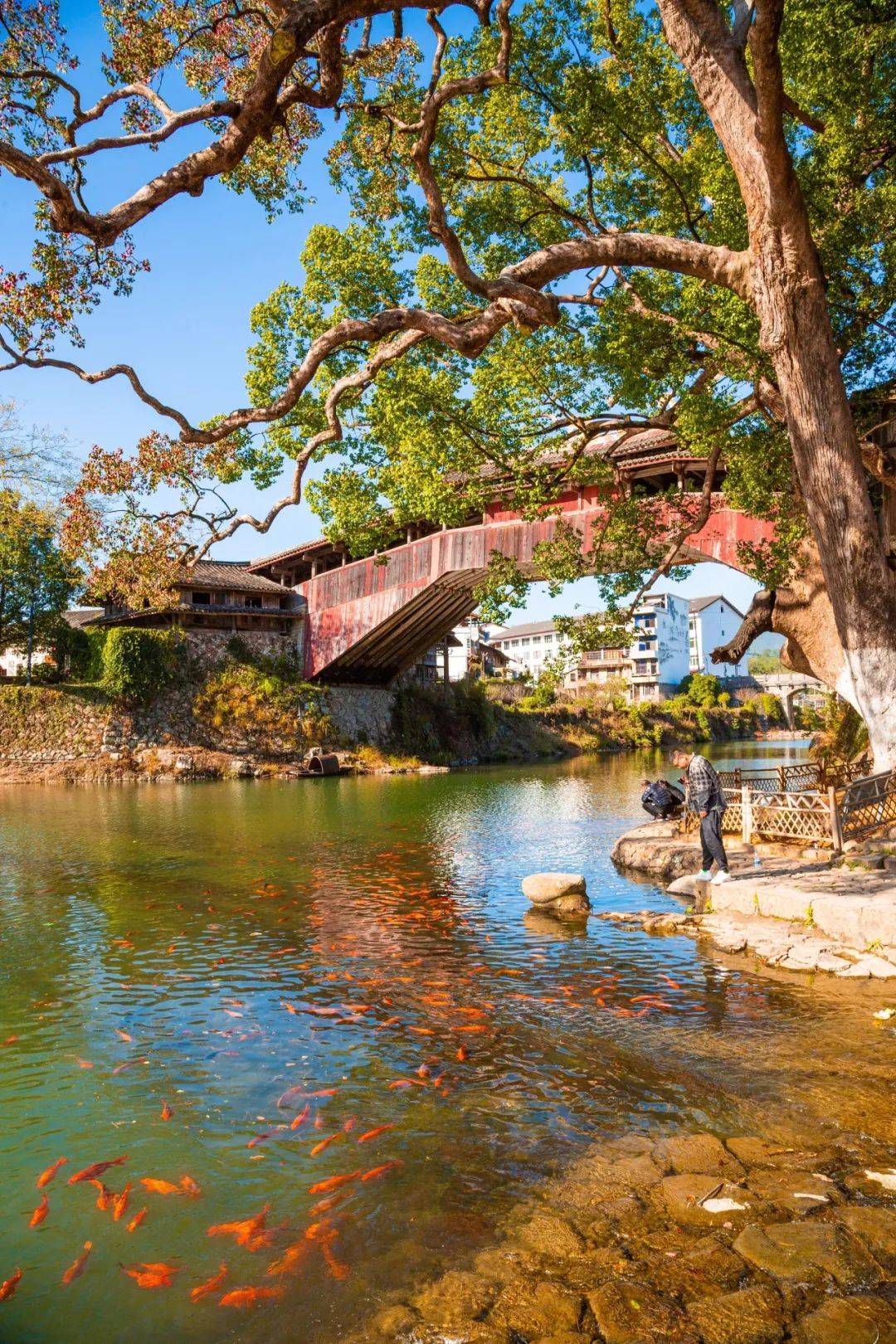 绝美!泰顺这个地方乌桕红了