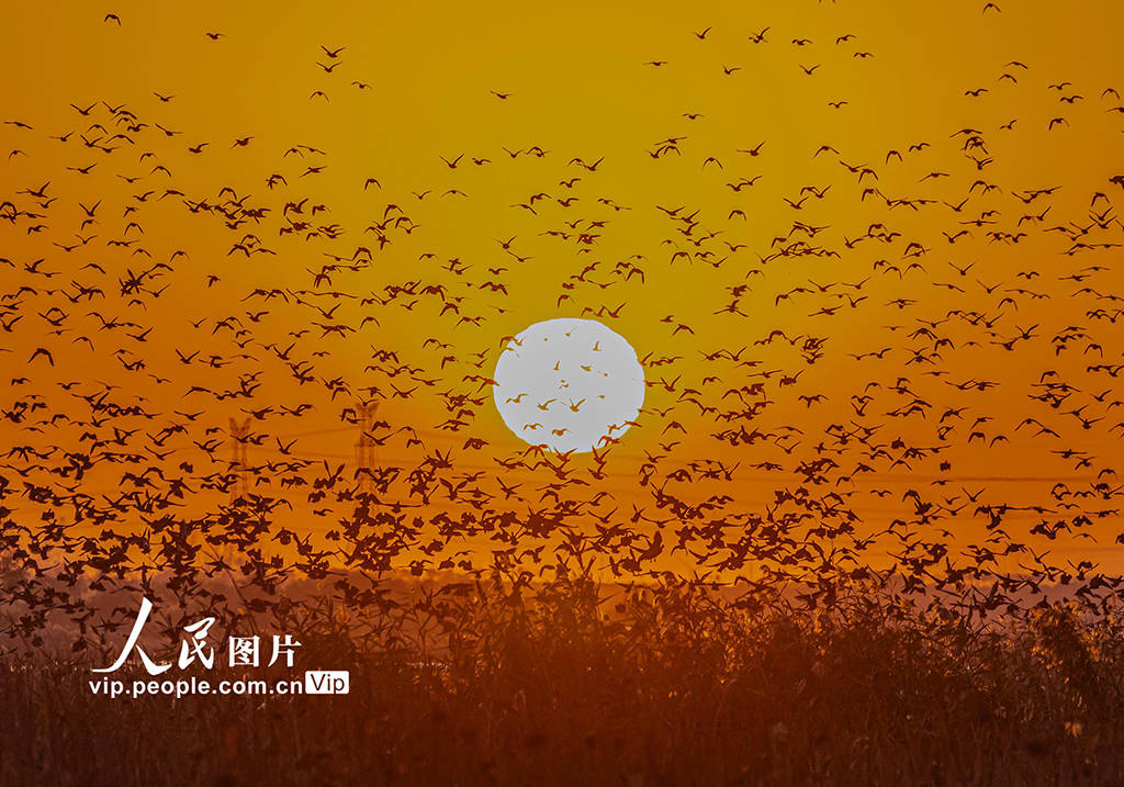 江苏泗洪：洪泽湖湿地迎来候鸟迁徙高峰_张连华_图片网_场面