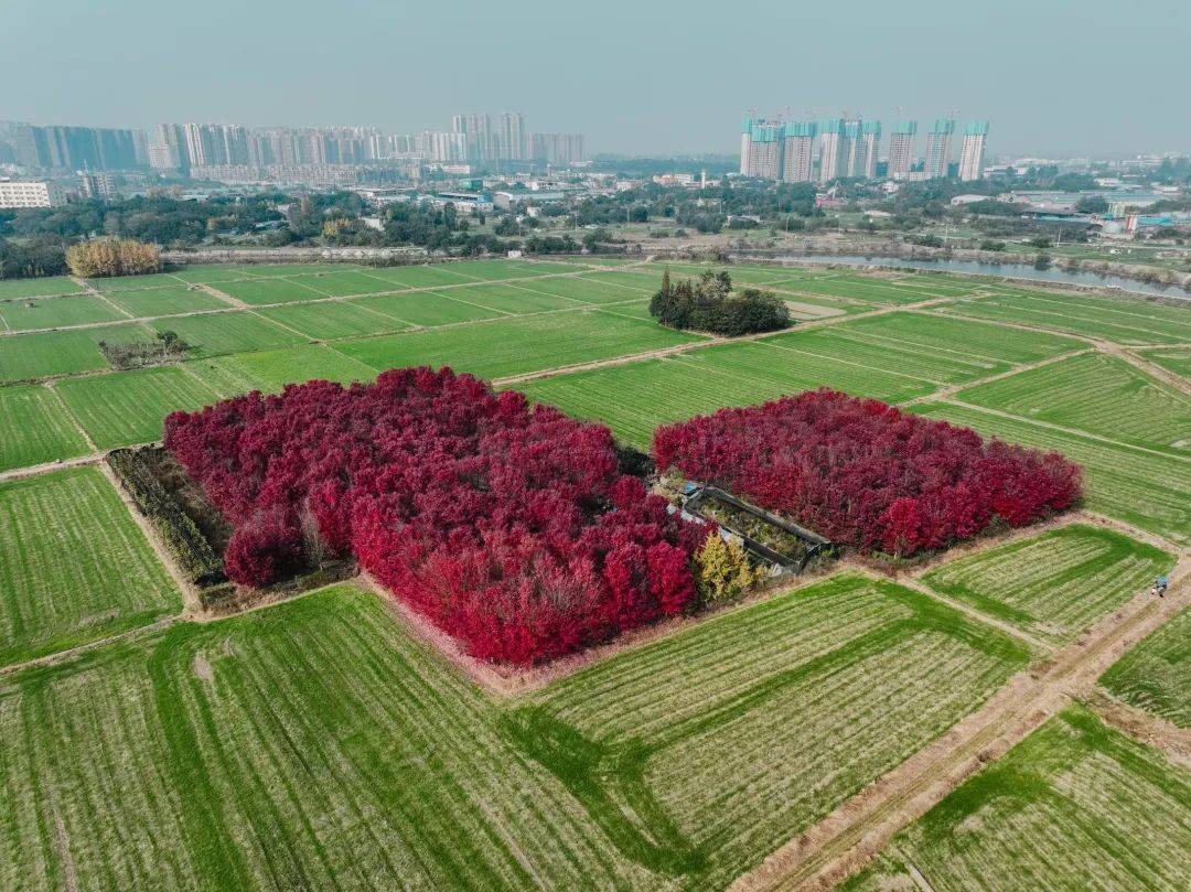 【one话题】去有"枫"的地方,广汉这里枫叶正红,快来打卡!