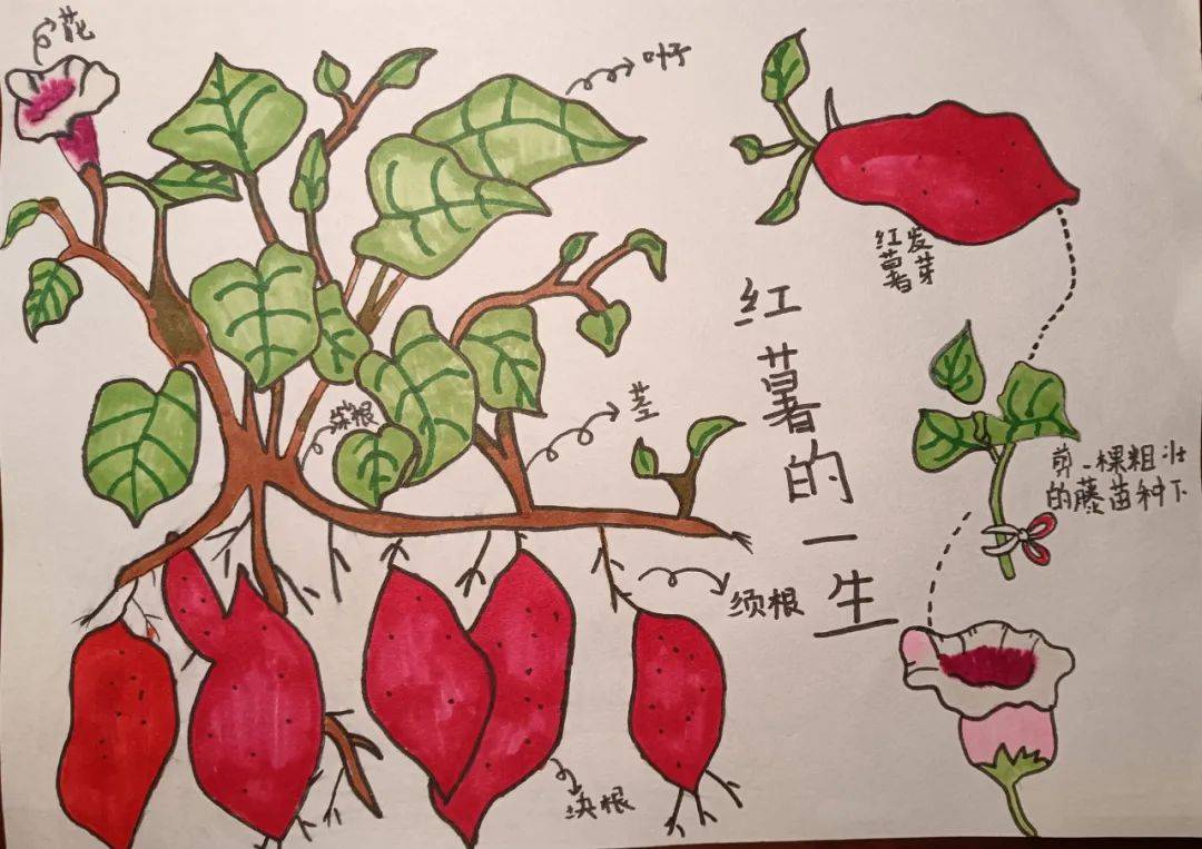 课堂上,同学们在老师的引导下,拿起画笔,发挥想象力和创造力,画出形态