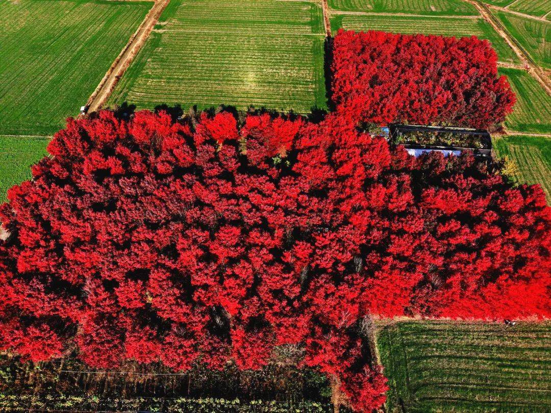 【one话题】去有"枫"的地方,广汉这里枫叶正红,快来打卡!