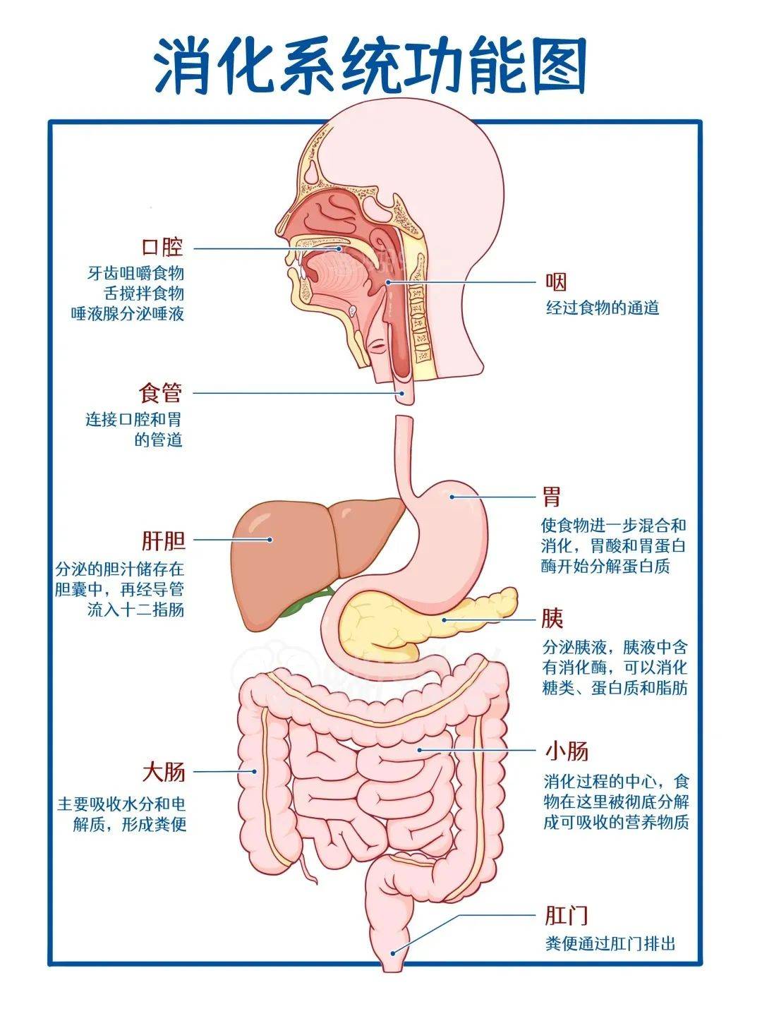 解读消化密码,守护消化健康