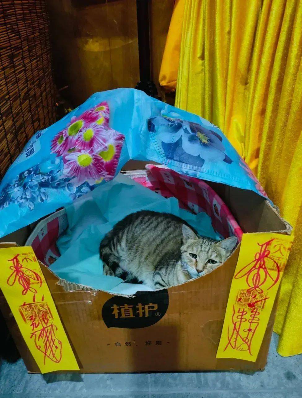流浪猫进入寺庙生产,师父竟给它贴上保胎符,太暖心了!