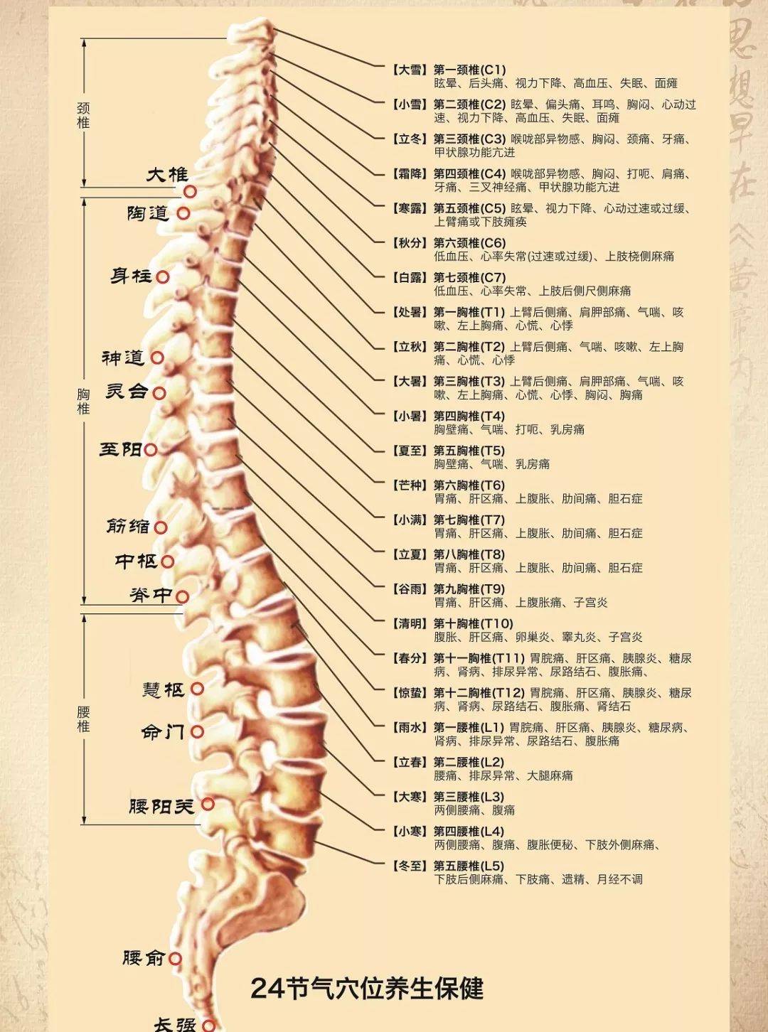 胸椎12图片位置示意图图片