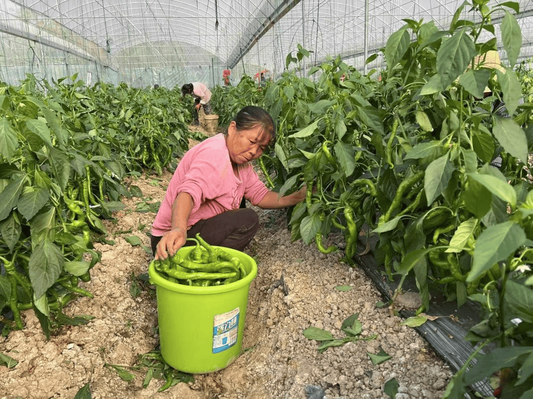 玉州区:大棚辣椒喜丰收,椒香四溢富乡村
