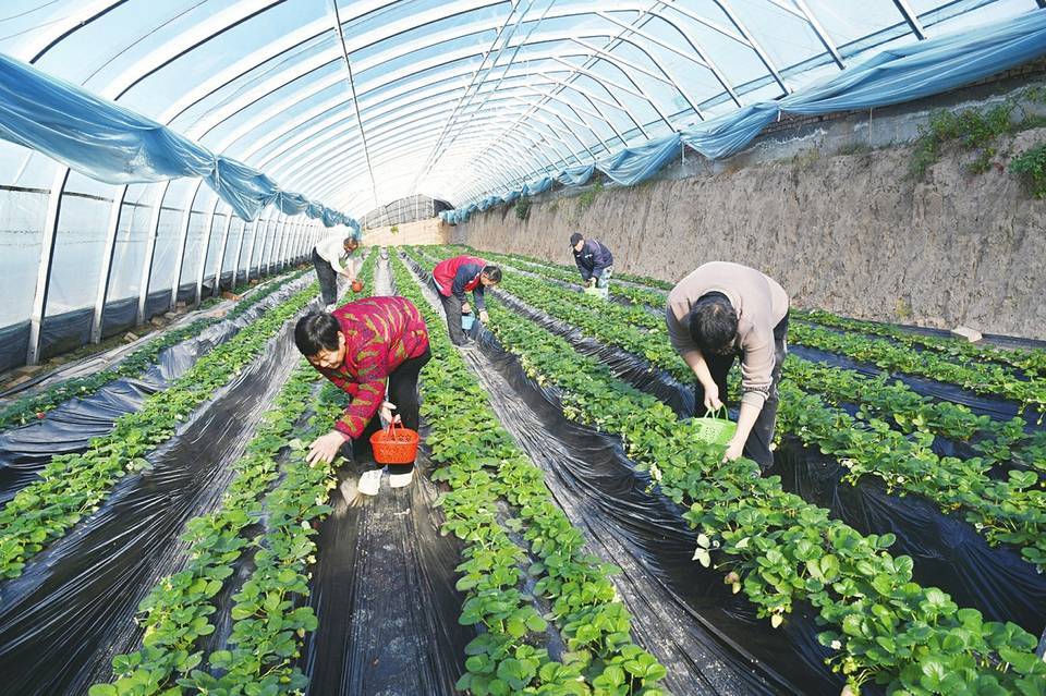 玉峰山草莓采摘基地图片